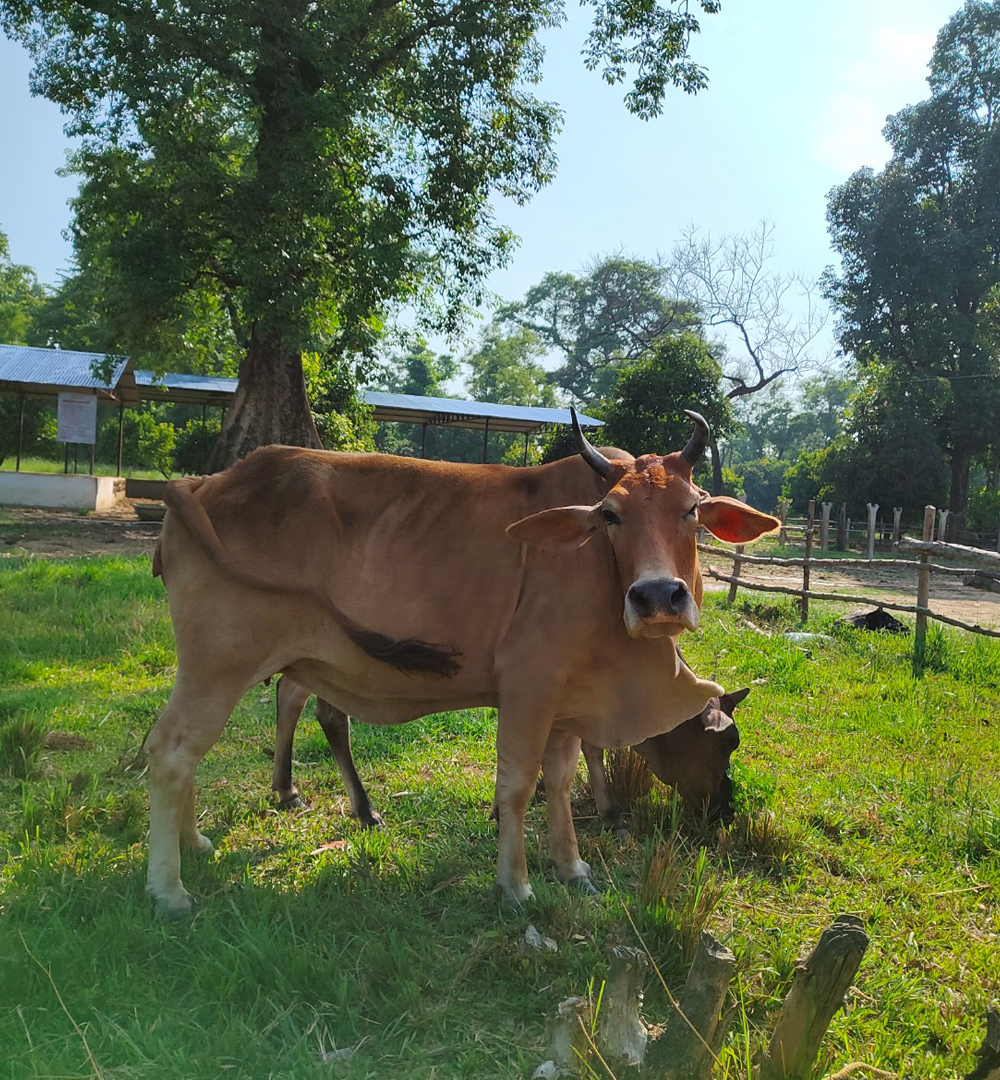 Read more about the article गाईको वैज्ञानिक महत्वः