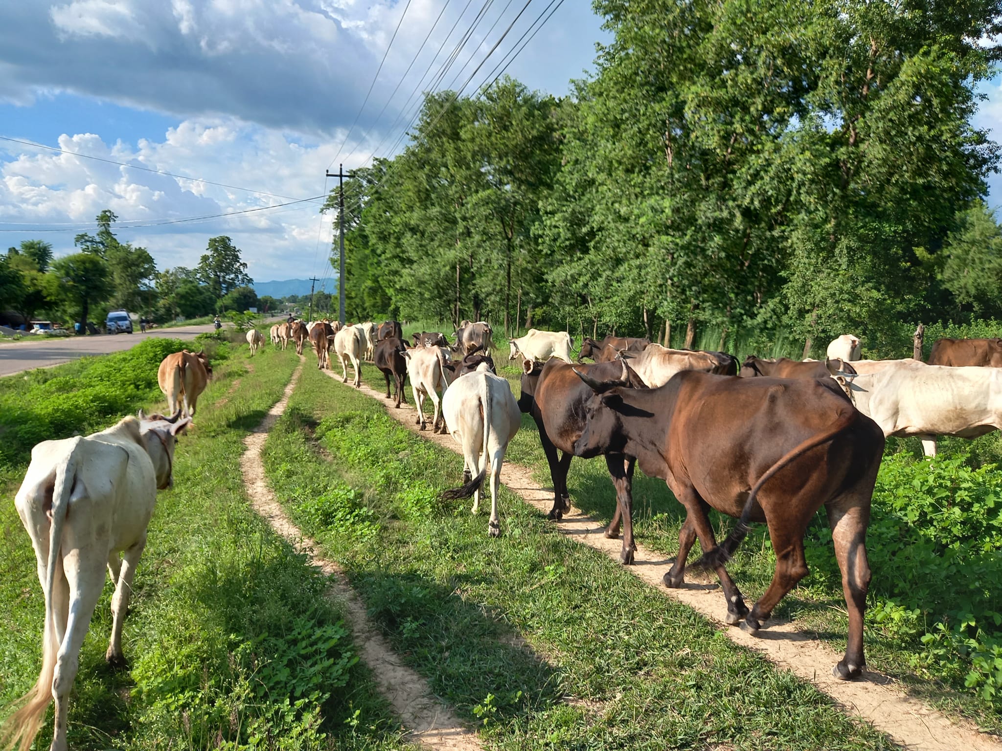Read more about the article गौ सेवाको महत्व